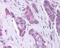 GPER1 / GPR30 Antibody (C-Terminus)